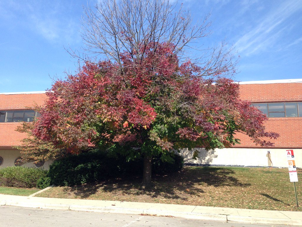 Brick university building behind a tree with fall color