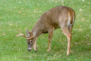 Michigan Archery Deer Harvest Passes 42,000 Oct 31, 2026